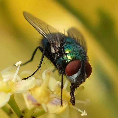 Réf. 270 061 : Lucilia sericata